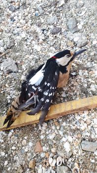 A dead bird woodpecker lies on the ground.