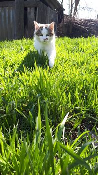 The cat runs along the grass. Walking with a cat on the lawn.