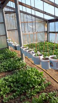 Home greenhouse, greenhouse in the homestead, growing seedlings tomato and cucumbers.