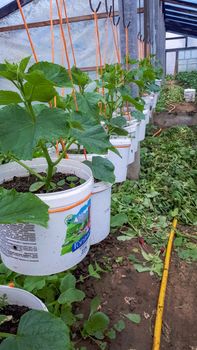 Home greenhouse, greenhouse in the homestead, growing seedlings tomato and cucumbers.