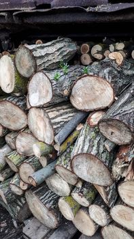 wood is in the wood. Harvesting firewood