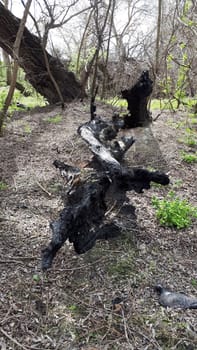 Pieces of a burnt tree after a fire from lightning.