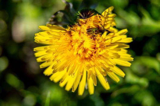 Yellow dandelion flower on green background in spring sunny day. Close-up of yellow dandelion flower in green meadow. Blooming dandelions in Latvia.