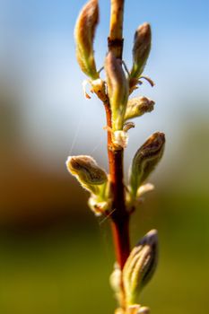 Magnolia bush in the spring, Latvia. Flowering bush with magnolia buds. Shrub on green field. Branch with magnolia buds in summer day, Latvia.