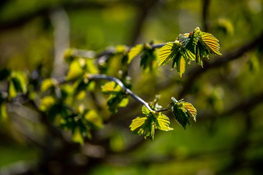 Bunch of young green branches of blackcurrant and fresh leaves at garden in springtime. Textured grape leaves close up on green background. Leaves of blackcurrant in early spring