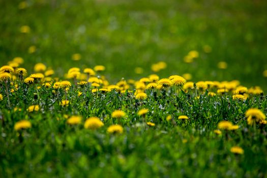 Blooming yellow dandelions among green grass on meadow in early summer. Green meadow covered with yellow dandelions at spring. Background of green field with bright yellow flowers