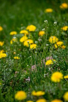 Blooming yellow dandelions among green grass on meadow in early summer. Green meadow covered with yellow dandelions at spring. Background of green field with bright yellow flowers