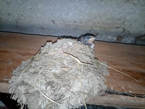 Swallow's nest with chicks on the board rafters the roof of the shed.