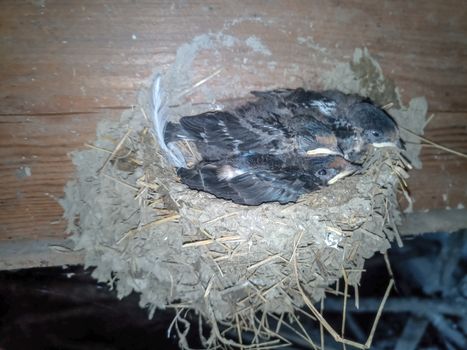 Swallow's nest with chicks on the board rafters the roof of the shed.
