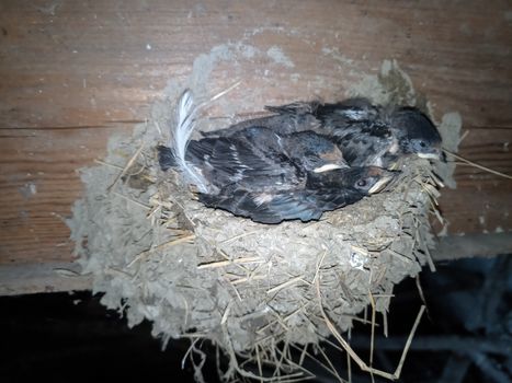 Swallow's nest with chicks on the board rafters the roof of the shed.