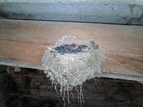 Swallow's nest with chicks on the board rafters the roof of the shed.