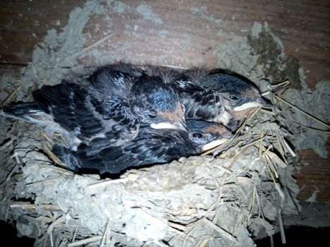 Swallow's nest with chicks on the board rafters the roof of the shed.