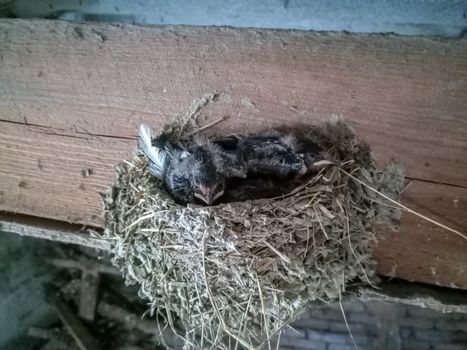 Swallow's nest with chicks on the board rafters the roof of the shed.