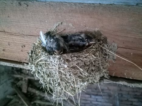 Swallow's nest with chicks on the board rafters the roof of the shed.