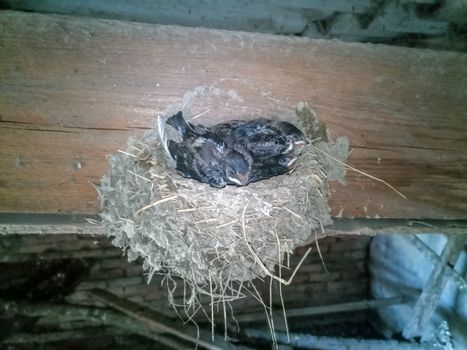 Swallow's nest with chicks on the board rafters the roof of the shed.