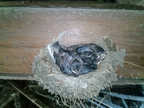 Swallow's nest with chicks on the board rafters the roof of the shed.
