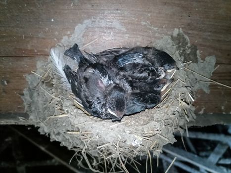 Swallow's nest with chicks on the board rafters the roof of the shed.