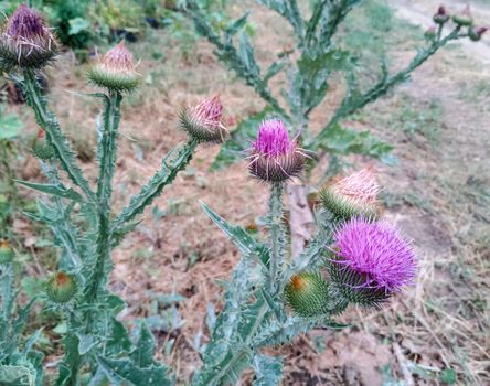 a Onopordum Flowering tatarnik prickly. prickly plant