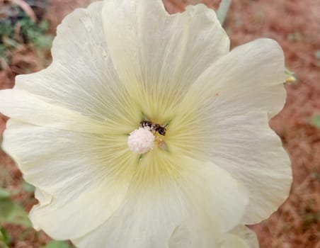 A wild bee in a mallow flower collects pollen. Mallow flowers. Malva blooms. Beautiful flowers of mallow