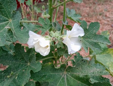Ants on the flowers of mallow. Mallow flowers. Malva blooms. Beautiful flowers of mallow