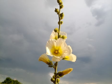 Mallow flowers. Malva blooms. Beautiful flowers of mallow