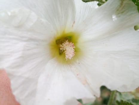 Mallow flowers. Malva blooms. Beautiful flowers of mallow