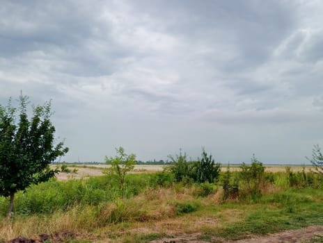 rural landscape, beveled hay and trees next to the field.
