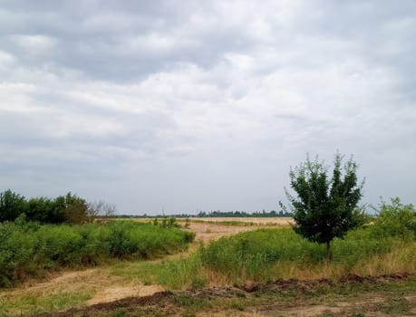 rural landscape, beveled hay and trees next to the field.