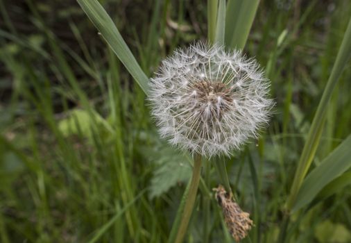 white dandelion in green background in spring forest