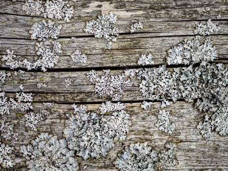 Detail Of Wood With Cracks And Cuts. Grey Wood Texture On The Old Crust. Old grey pine board with moss and lichen. Image for wallpaper, desktop. Copy space