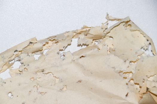 Paper swallowed with silverfish. Traces of wrecking silverfish on vinyl envelopes. lepisma