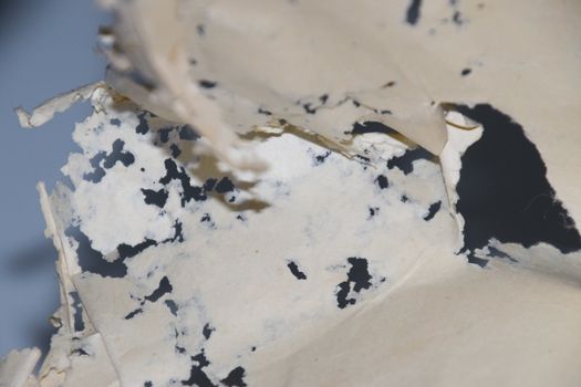 Paper swallowed with silverfish. Traces of wrecking silverfish on vinyl envelopes. lepisma