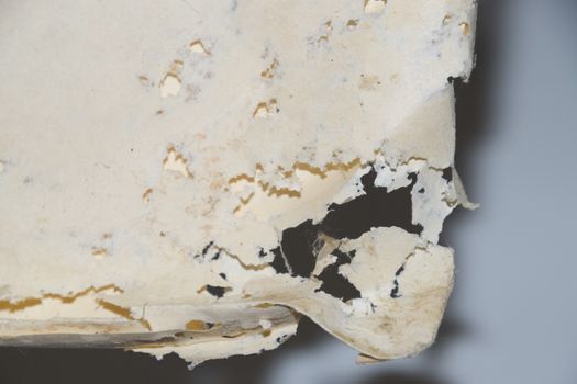 Paper swallowed with silverfish. Traces of wrecking silverfish on vinyl envelopes. lepisma