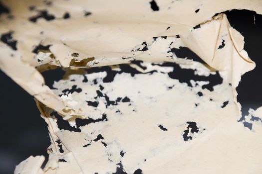 Paper swallowed with silverfish. Traces of wrecking silverfish on vinyl envelopes. lepisma
