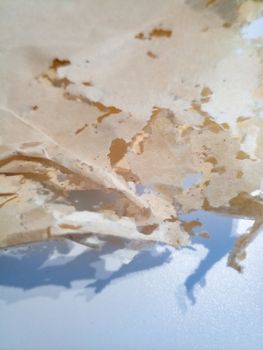 Paper swallowed with silverfish. Traces of wrecking silverfish on vinyl envelopes. lepisma