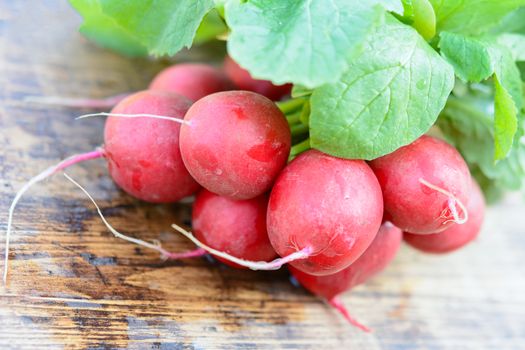 Healthy ingredient of a salad - fresh organic radishes with bunches on a wooden rustic table in close-up