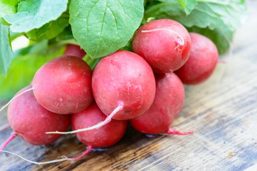 Healthy ingredient of a salad - fresh organic radishes with bunches on a wooden rustic table in close-up