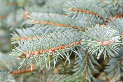 Abstract garden background - green spruce branches in close-up (selective depth of field).