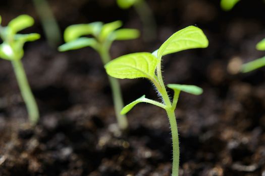 Eco friendly agricultural production - young tomato plant seedlings in greenhouse in close-up