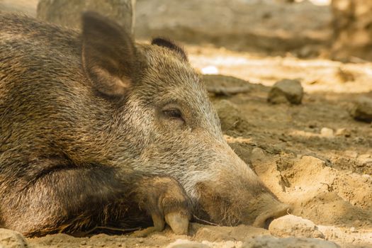 close-up of a wild boar lying down that is resting