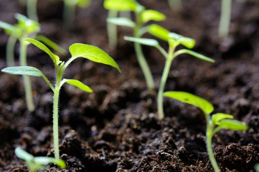 Eco friendly agricultural production - young tomato plant seedlings in greenhouse in close-up