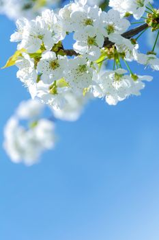 Fresh spring background - beautiful blooming white apple blossoms on a blue sky background in close-up (low DOF)