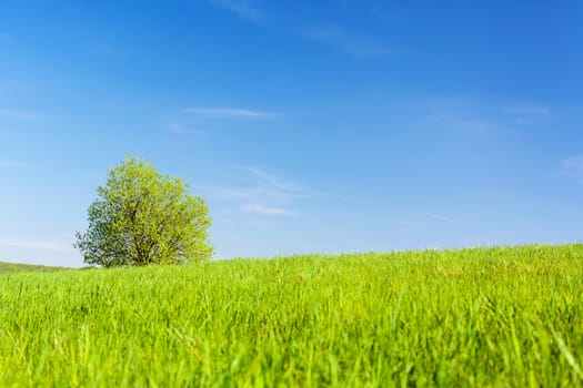 Spring agricultural landscape - a lonely tree in a green meadow on a blue sky background.