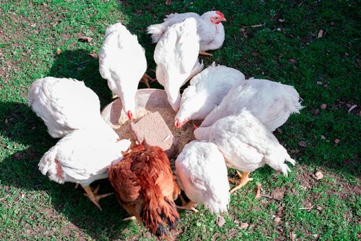 Chickens on the green grass