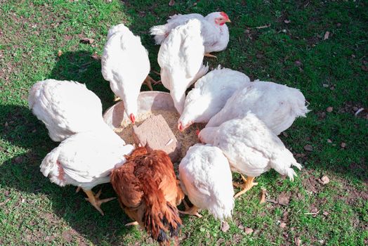 Chickens on the green grass