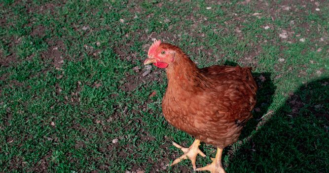 Chickens on the green grass