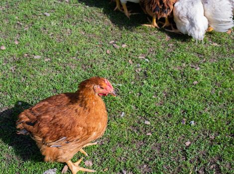 Chickens on the green grass