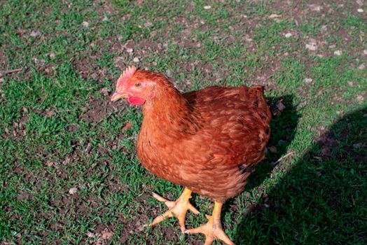 Chickens on the green grass