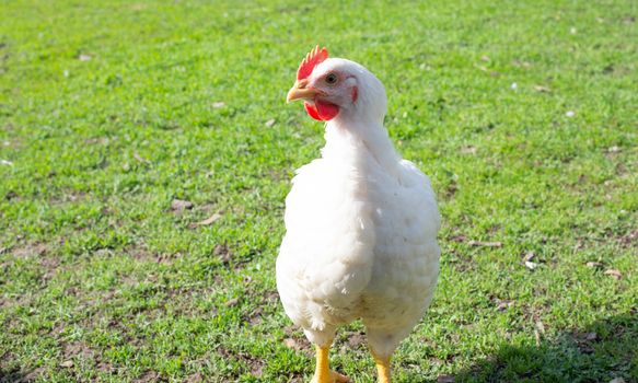 Chickens on the green grass