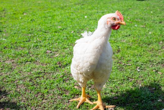 Chickens on the green grass